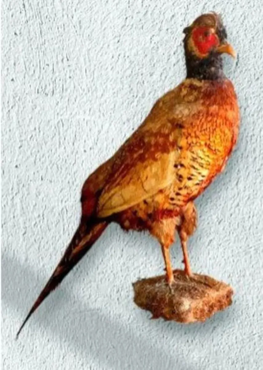Vintage Taxidermy Pheasant Mount - Image 4