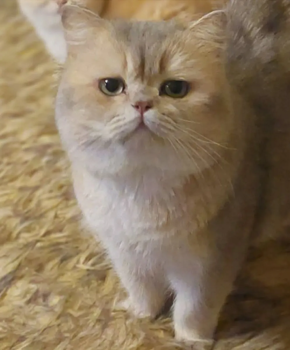 Blue golden British Shorthair male - active reg - Image 1
