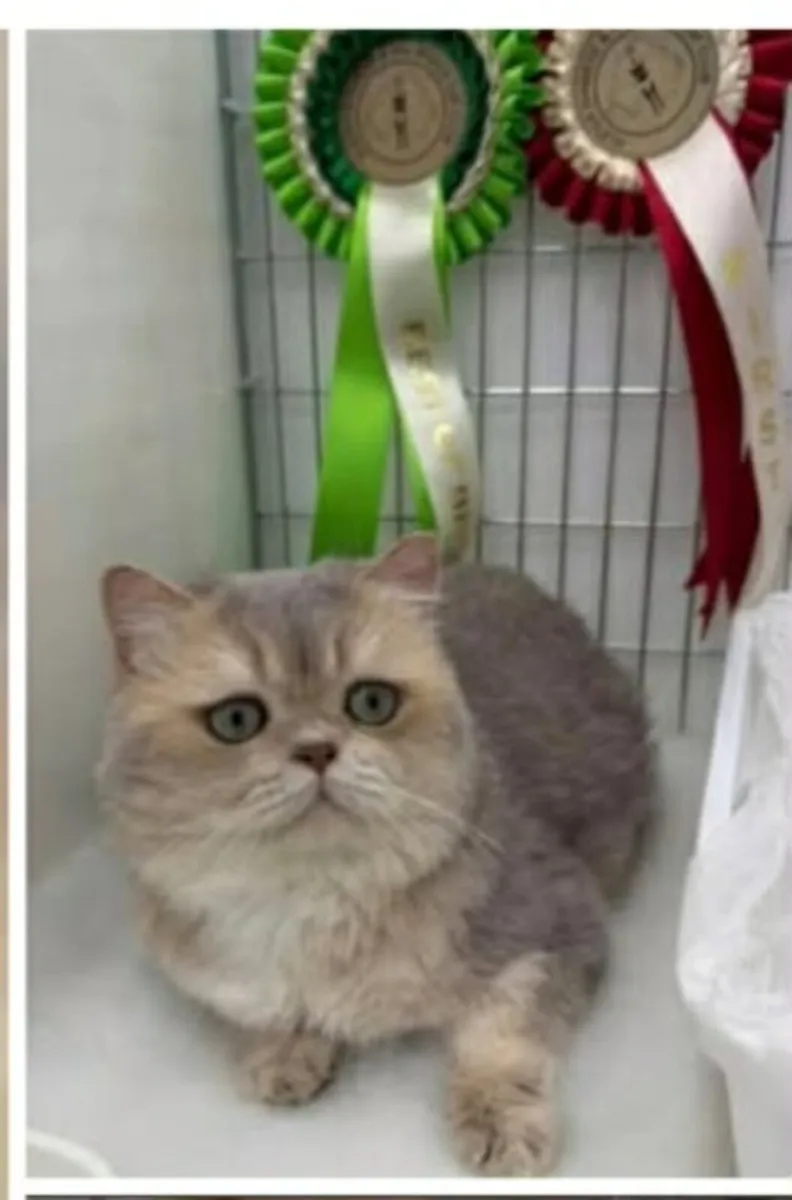 Blue golden British Shorthair male - active reg - Image 2