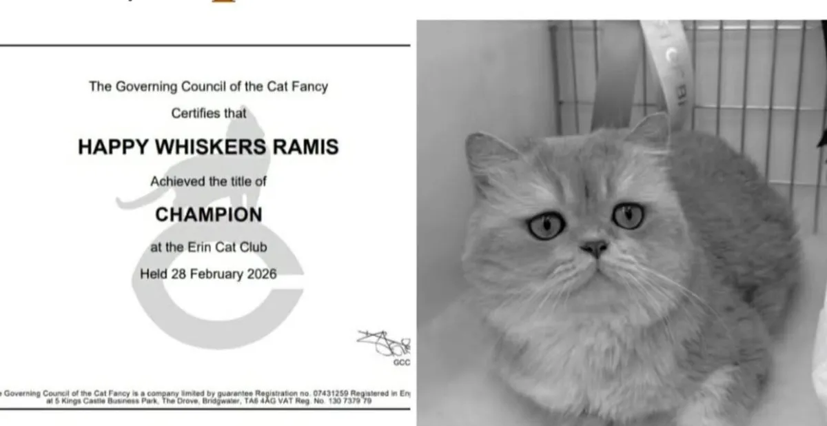 Blue golden British Shorthair male - active reg - Image 3