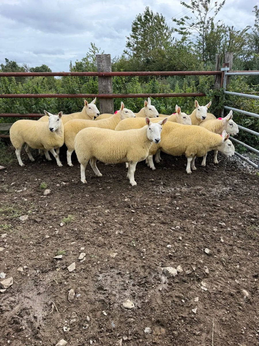 North country Cheviot hoggets - Image 1