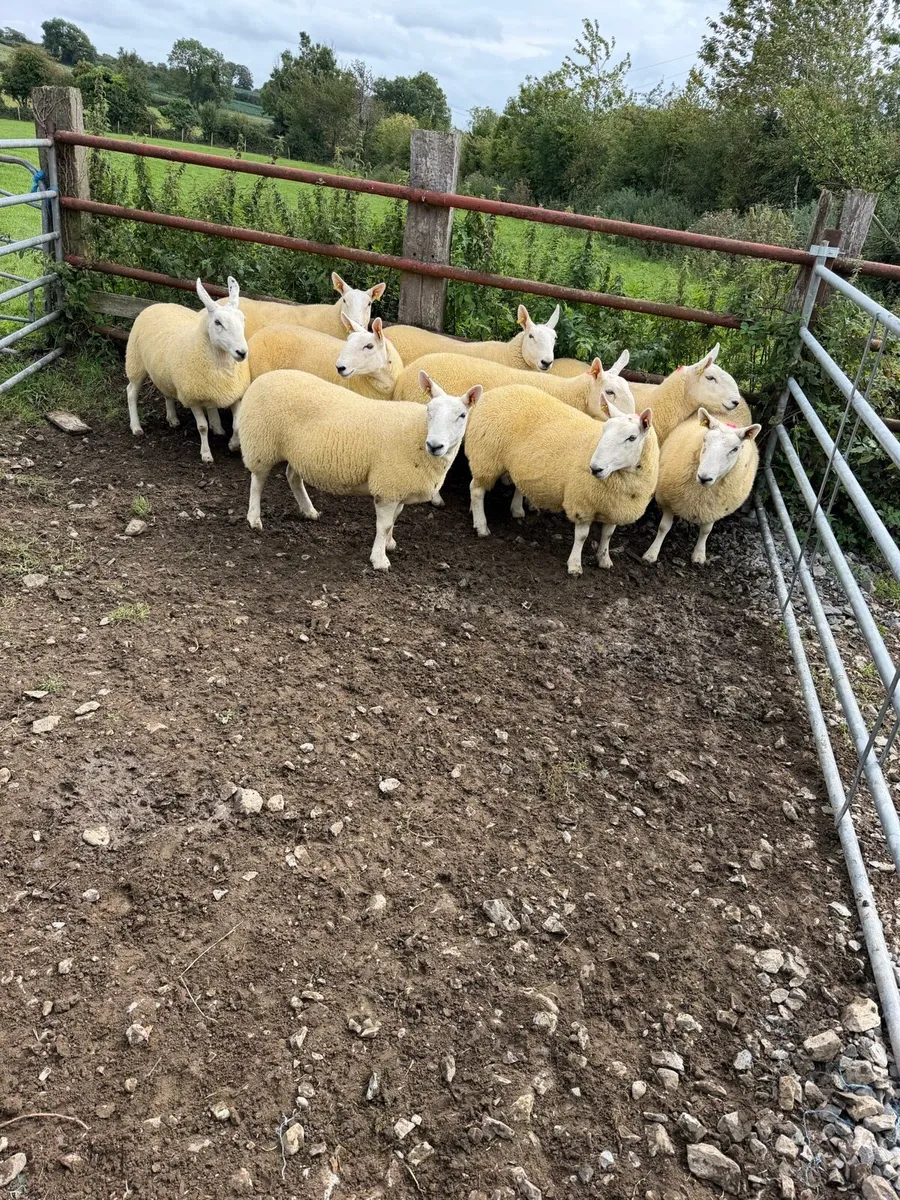 North country Cheviot hoggets - Image 3