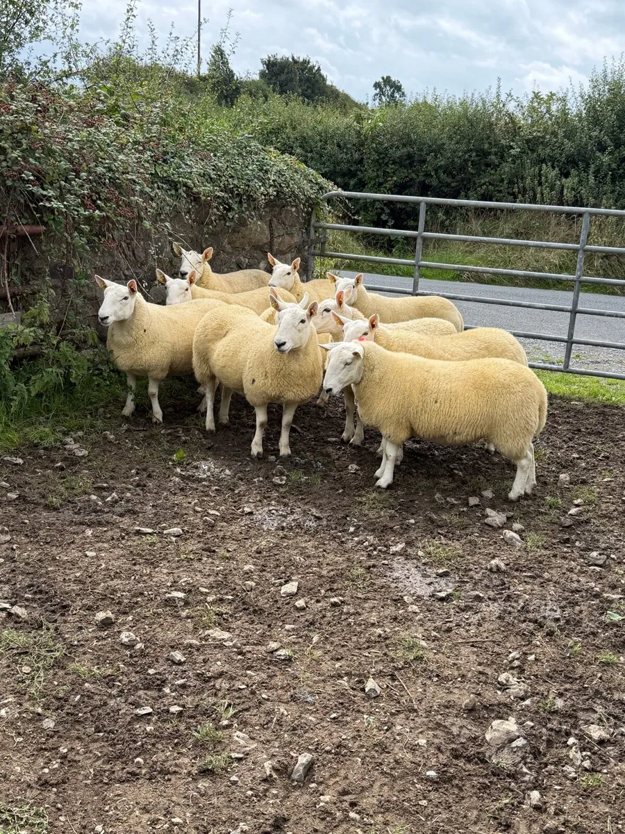 North country Cheviot hoggets - Image 4
