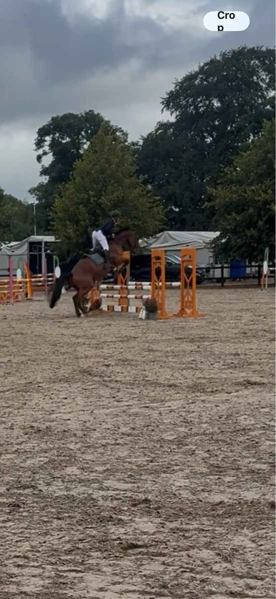 Future event horse - Image 4