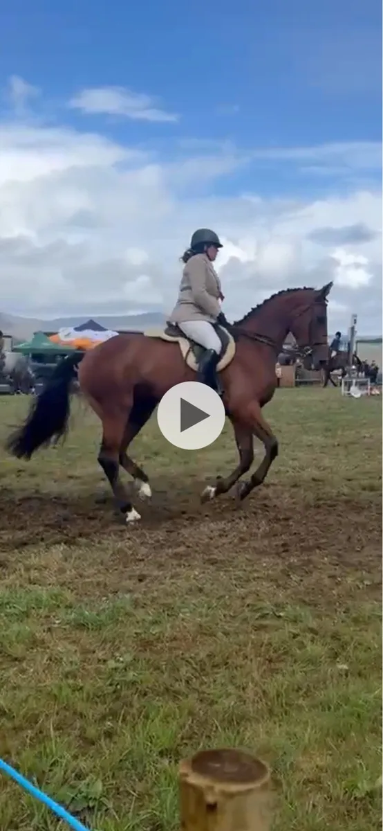 Future event horse - Image 2