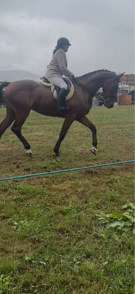 Future event horse - Image 3