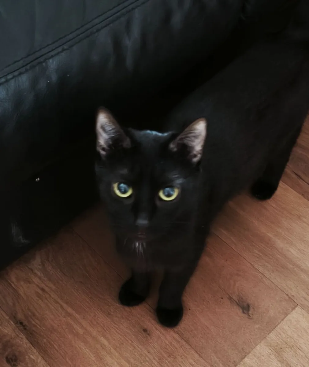 Cats - Image 3