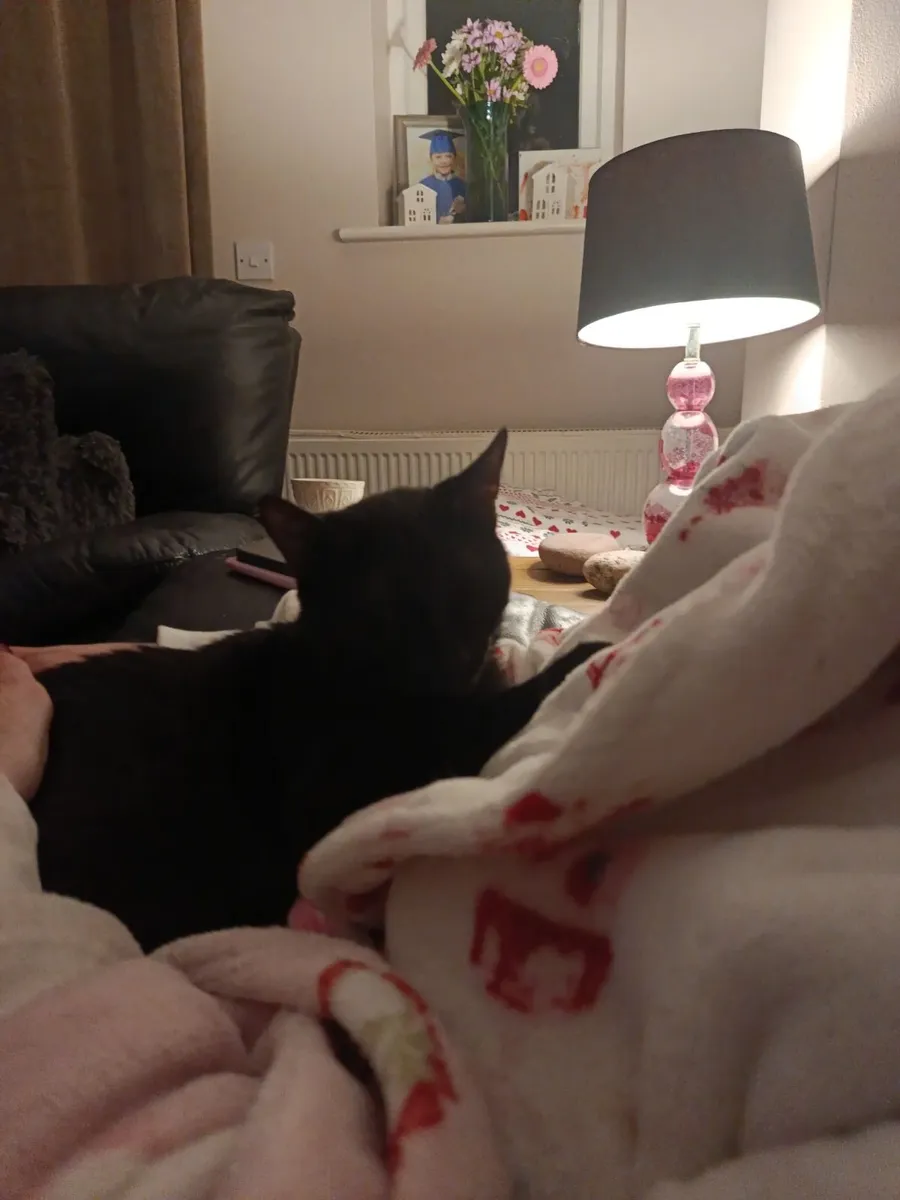 Cats - Image 4