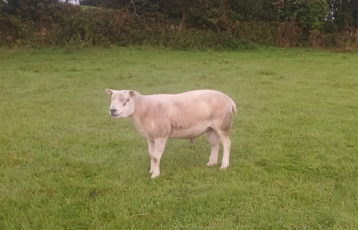 PBR Texel rams - Image 1
