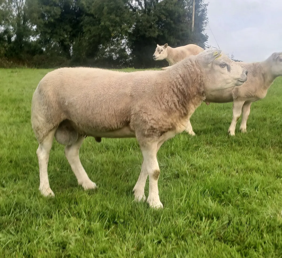 PBR Texel rams - Image 2