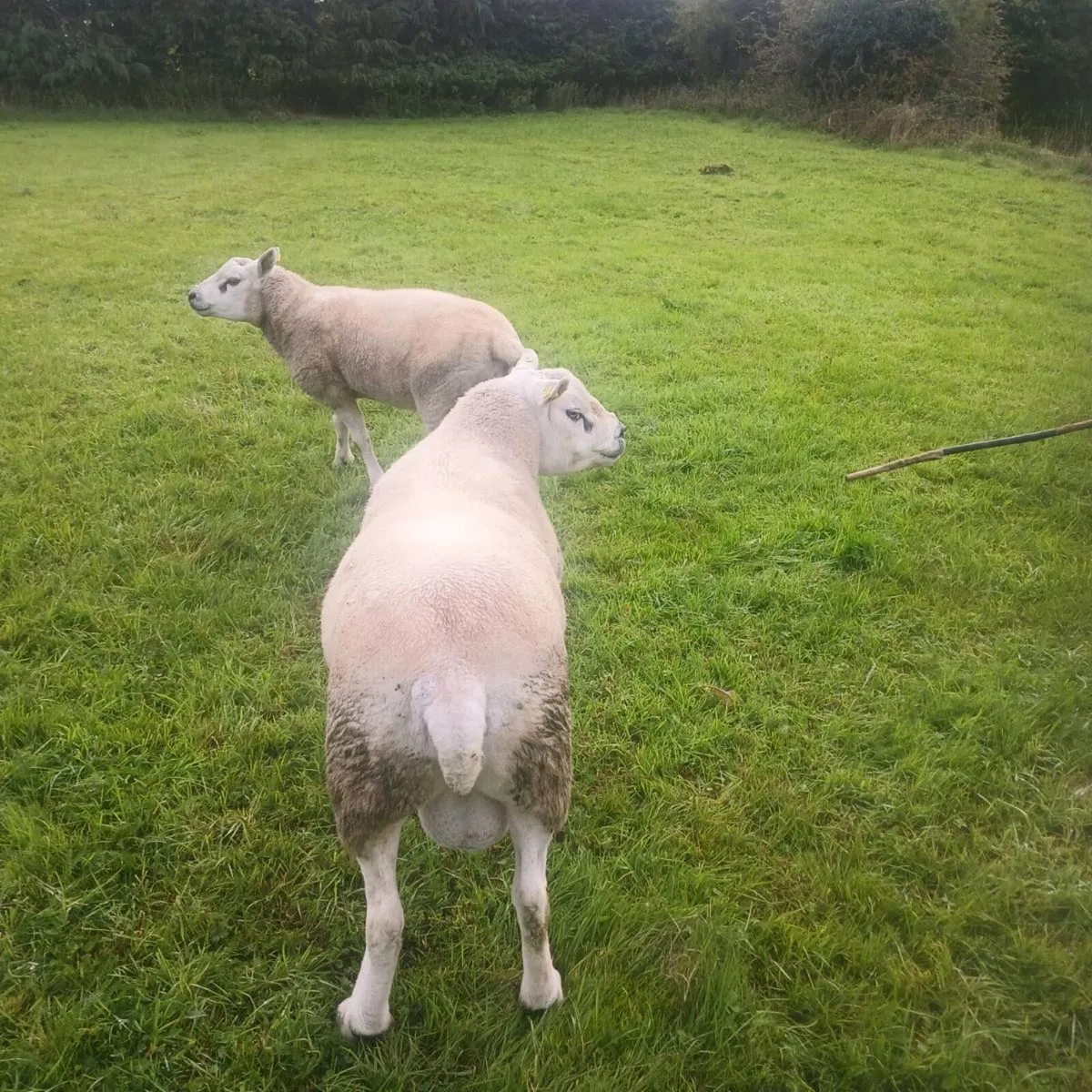 PBR Texel rams - Image 3
