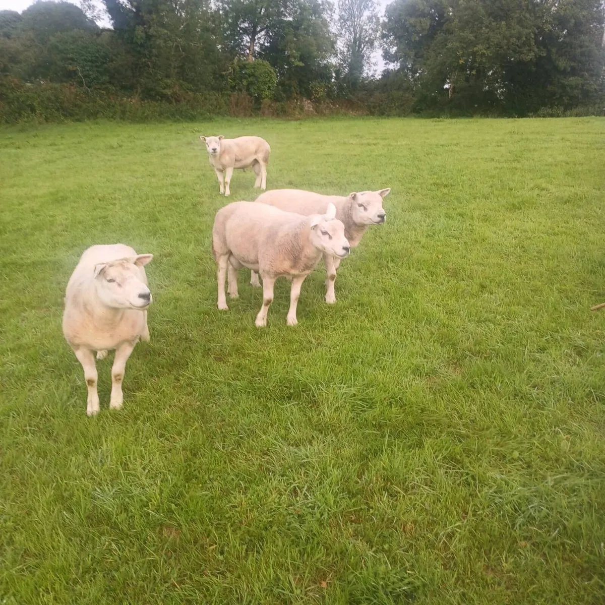 PBR Texel rams - Image 4