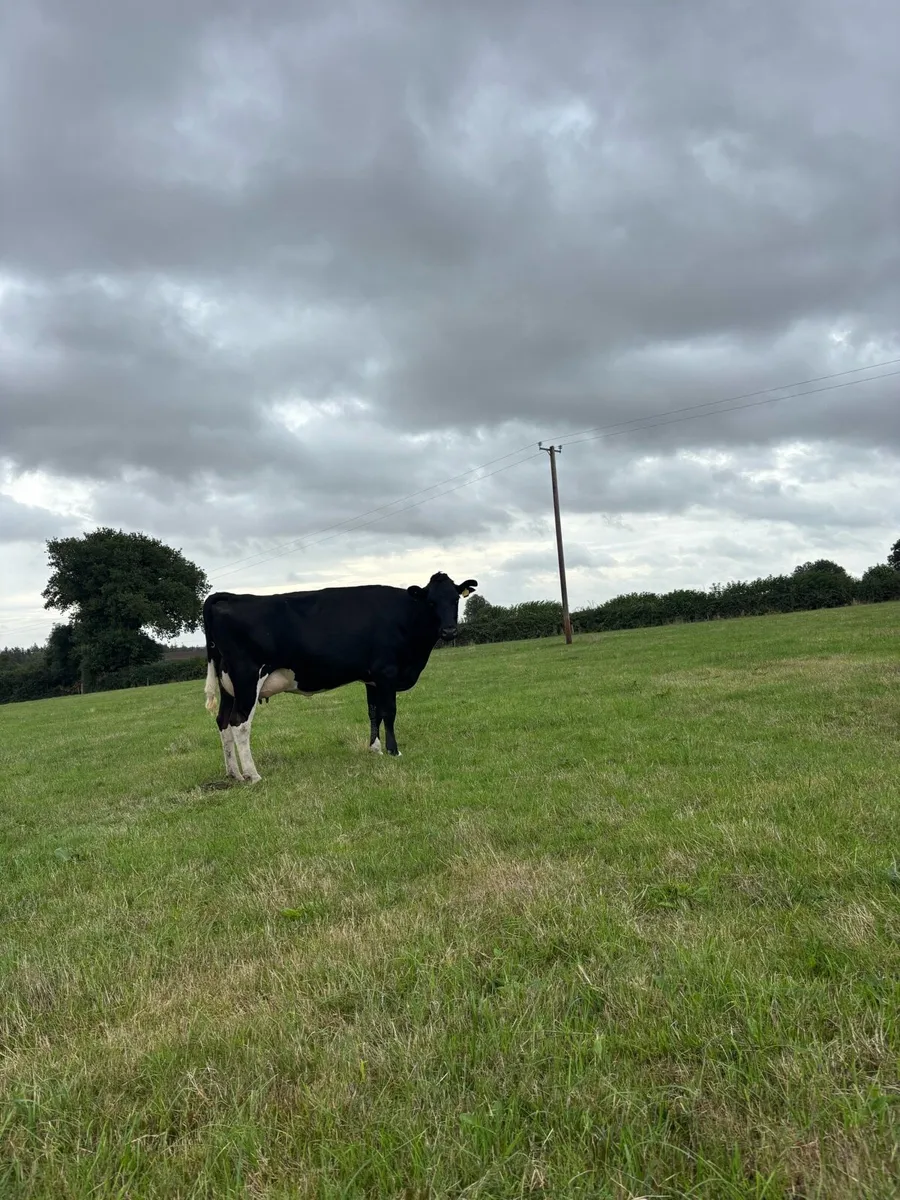 35 autumn calving cows for sale - Image 1