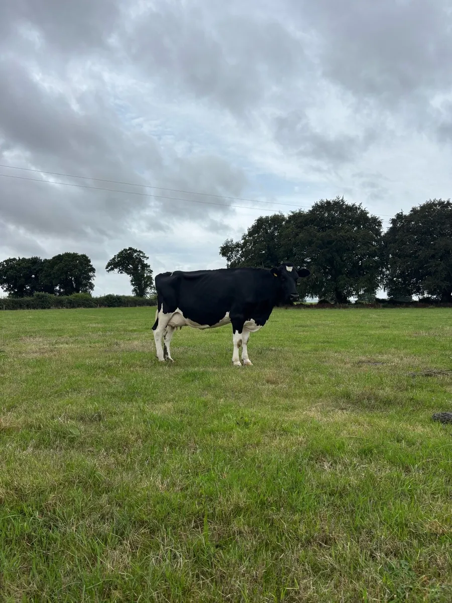 35 autumn calving cows for sale - Image 2