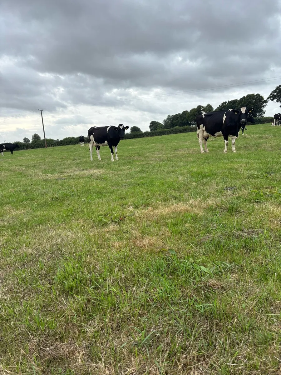 35 autumn calving cows for sale - Image 4