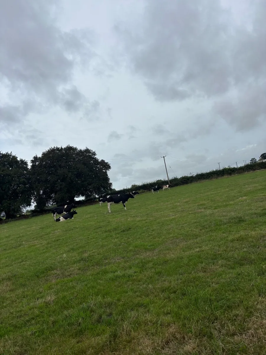 35 autumn calving cows for sale - Image 3