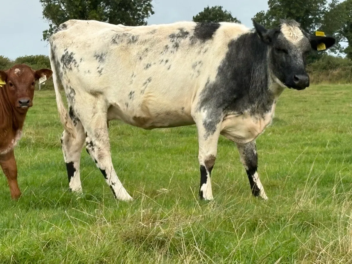 2 super heifers and 2 limousine calfs - Image 3