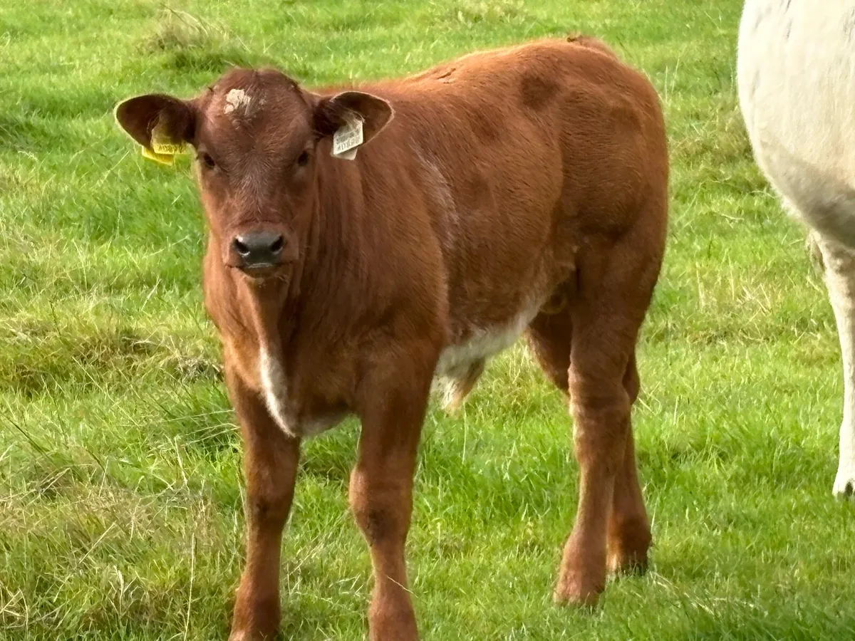 2 super heifers and 2 limousine calfs - Image 4