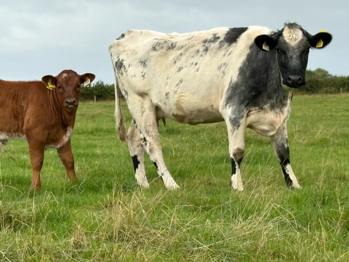 2 super heifers and 2 limousine calfs - Image 2