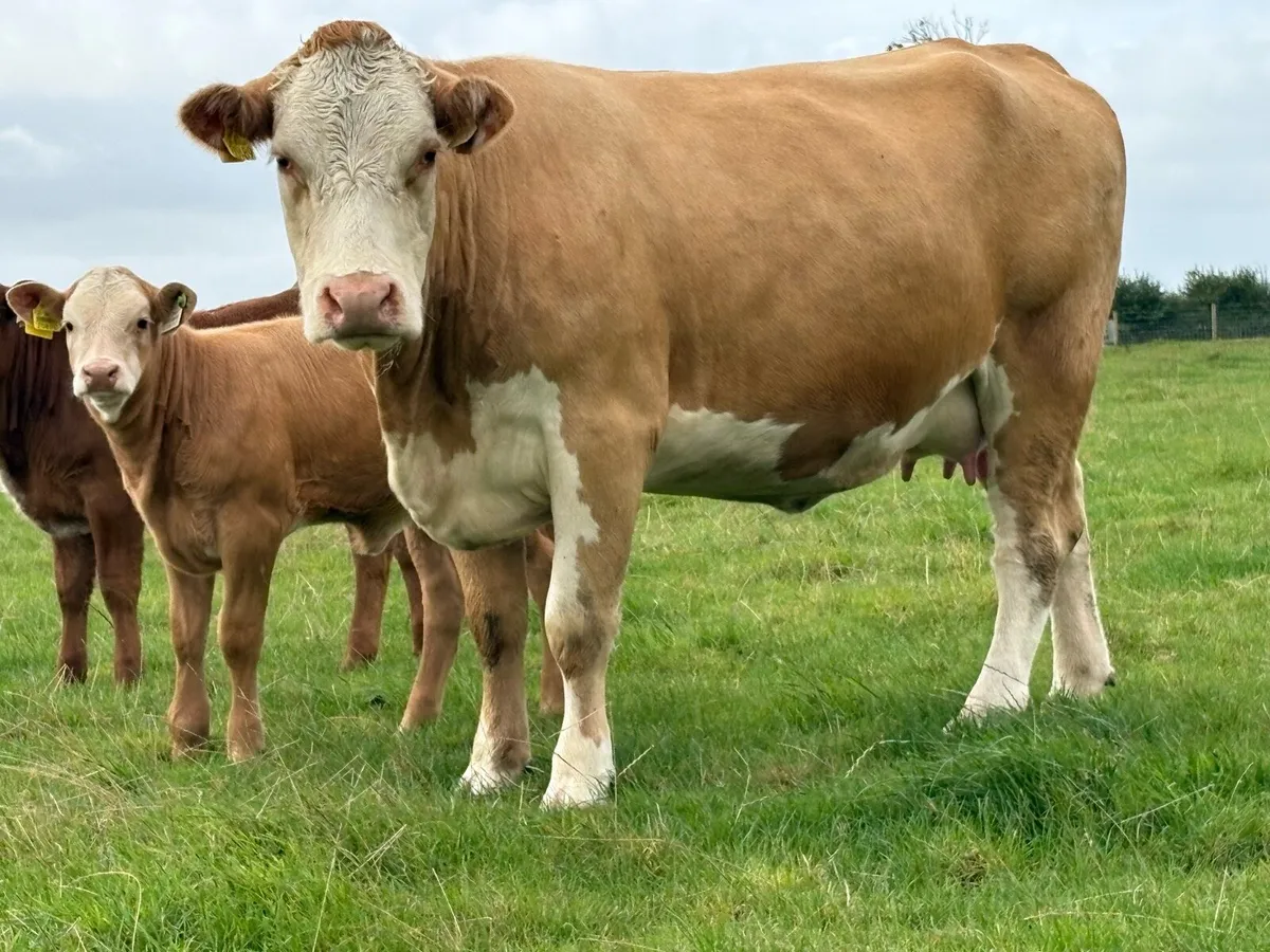 First calved heifer and heifer calf - Image 2