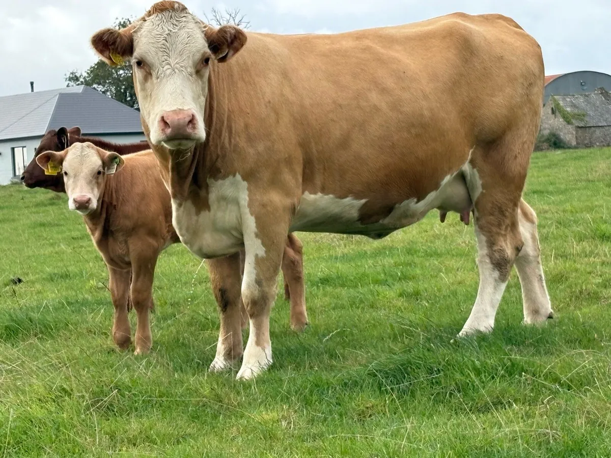 First calved heifer and heifer calf - Image 3