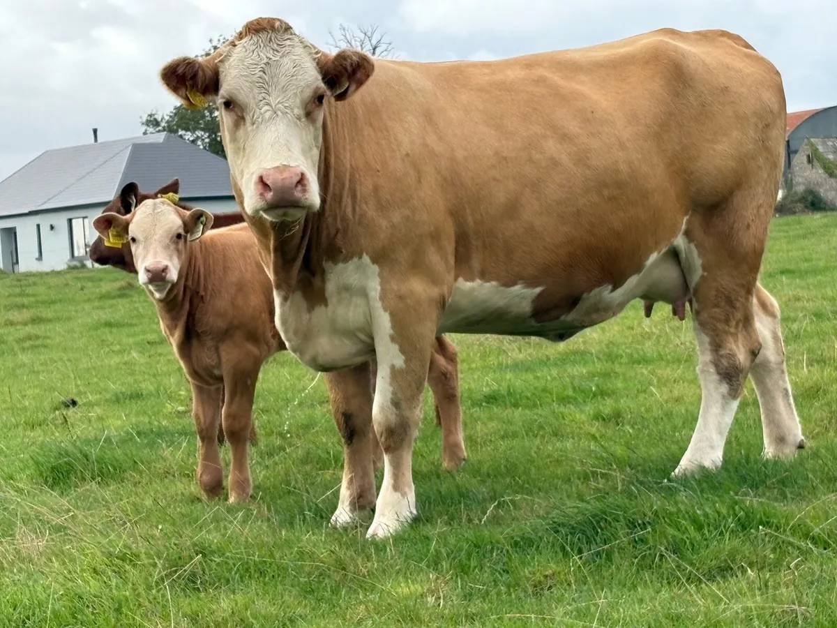 First calved heifer and heifer calf - Image 4