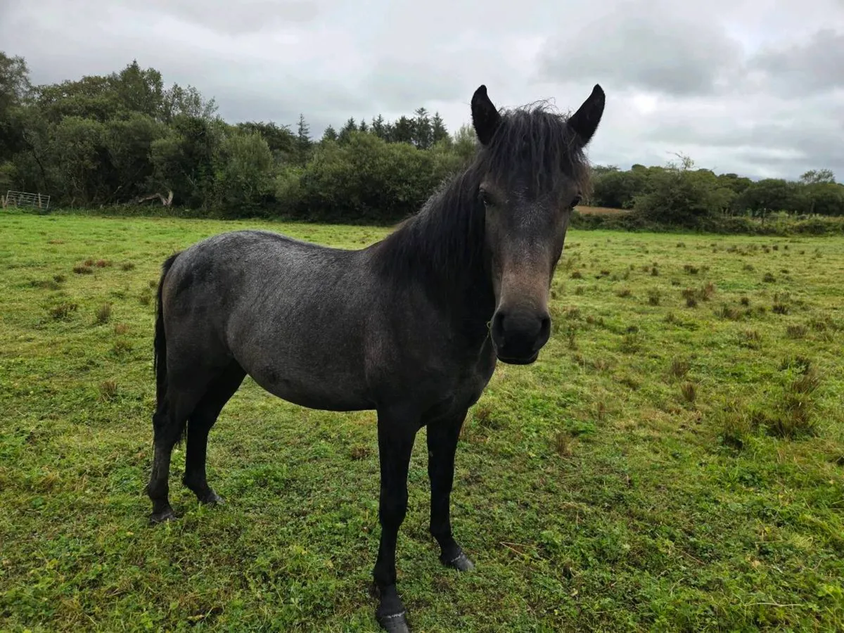 Rising 2yr old Connemara Gelding - Image 1