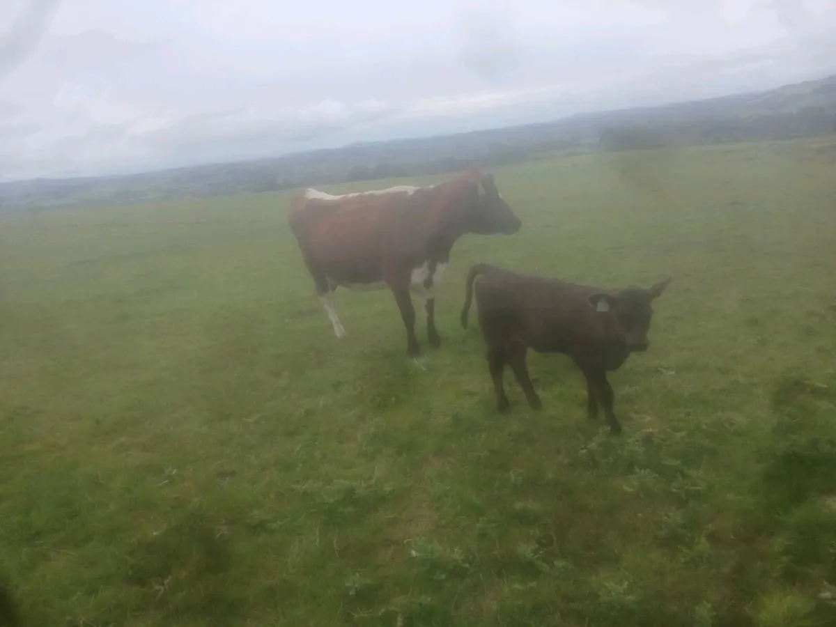 Organic cows with calf at foot and incalf
