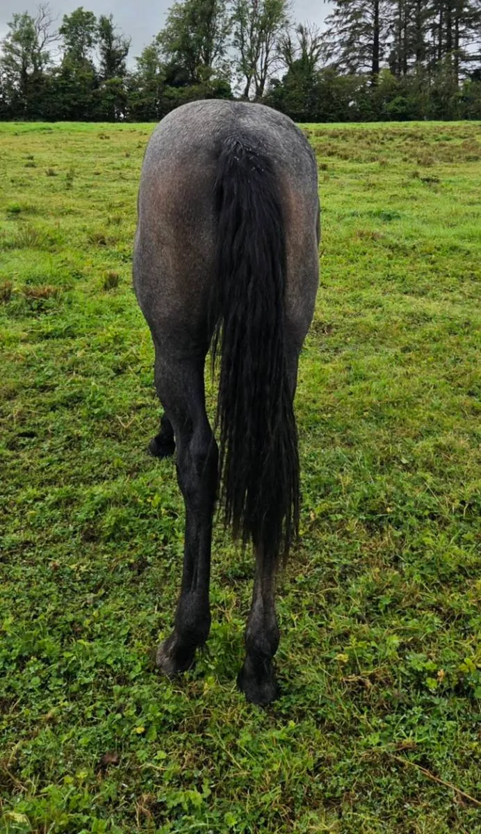 Rising 2yr old Connemara Gelding - Image 2