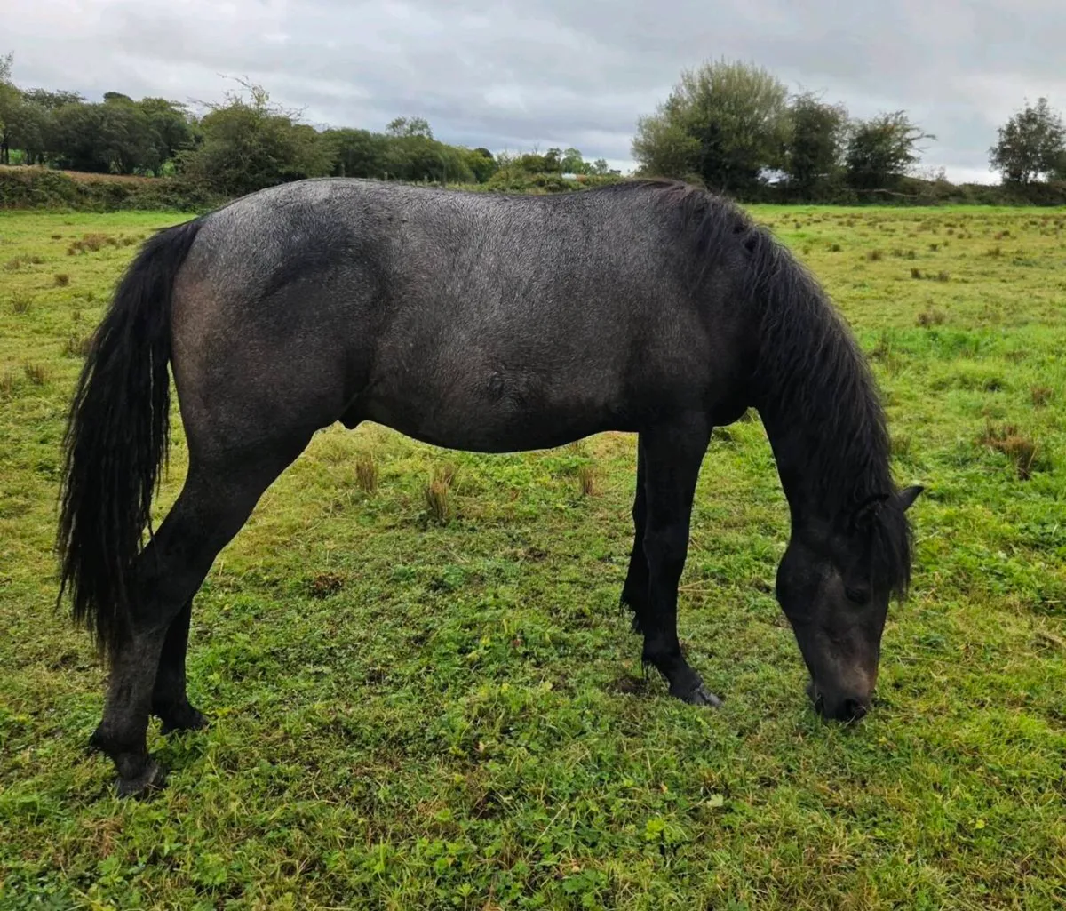 Rising 2yr old Connemara Gelding - Image 3