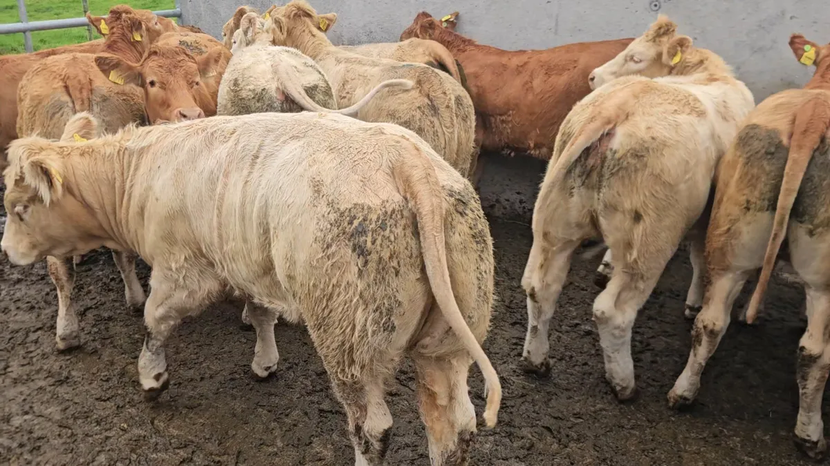 12 Super Store Heifers 400kgs - Image 3