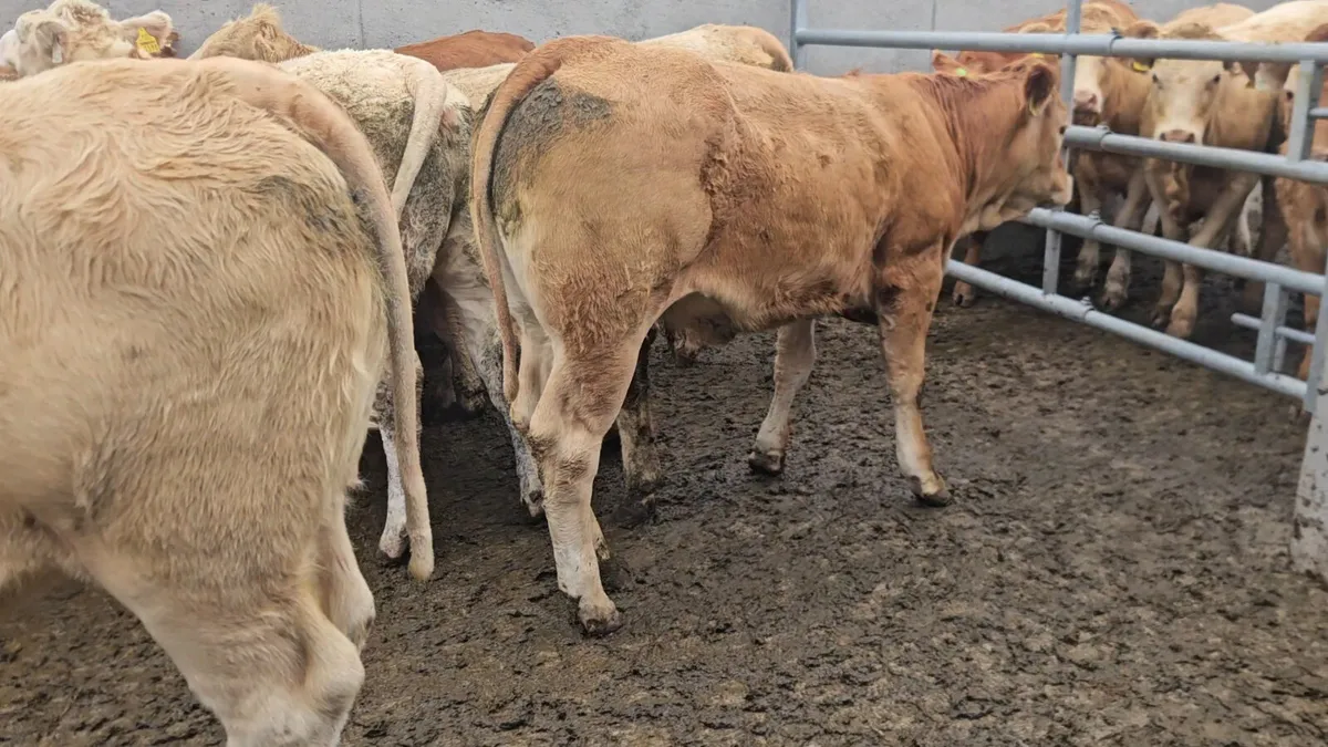 12 Super Store Heifers 400kgs - Image 2