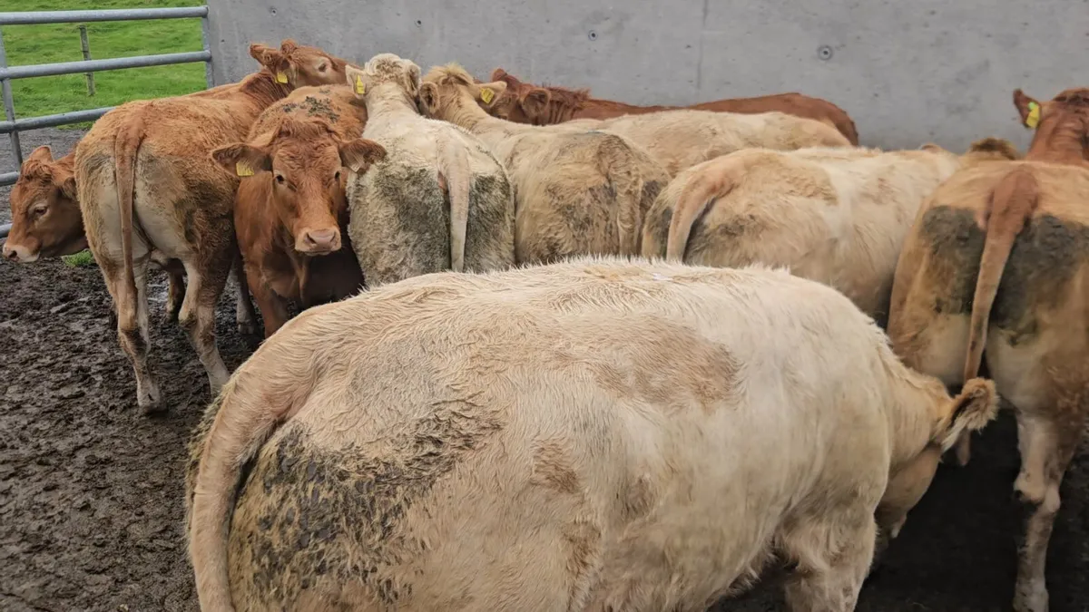12 Super Store Heifers 400kgs - Image 4