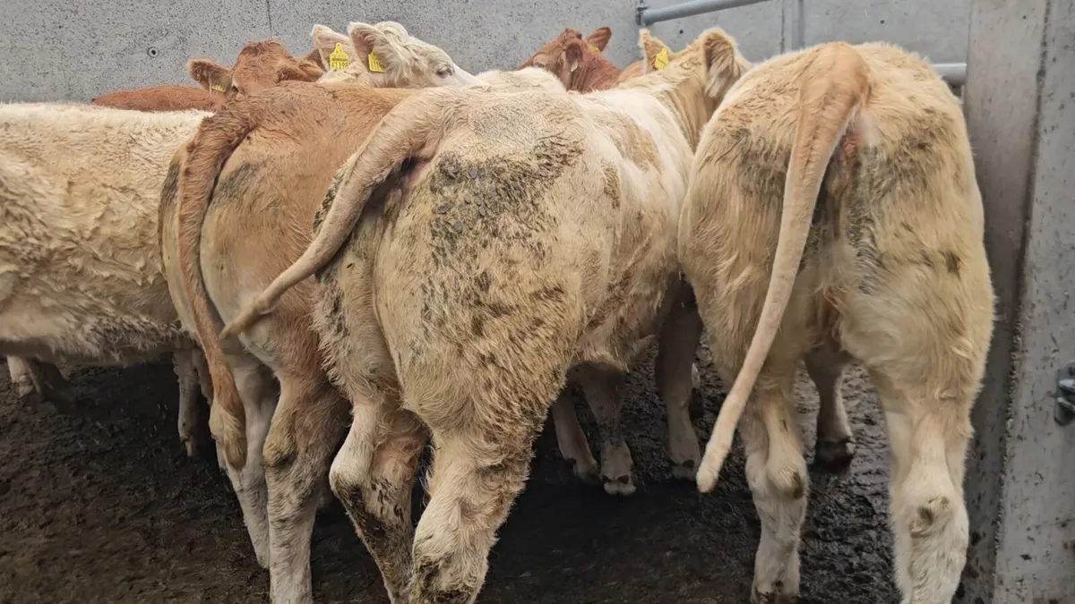 12 Super Store Heifers 400kgs - Image 1