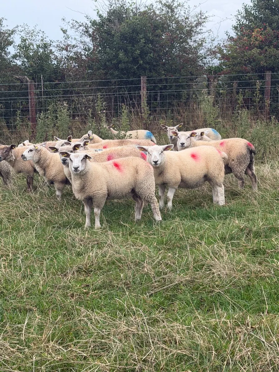 Ewe Lambs - Image 1