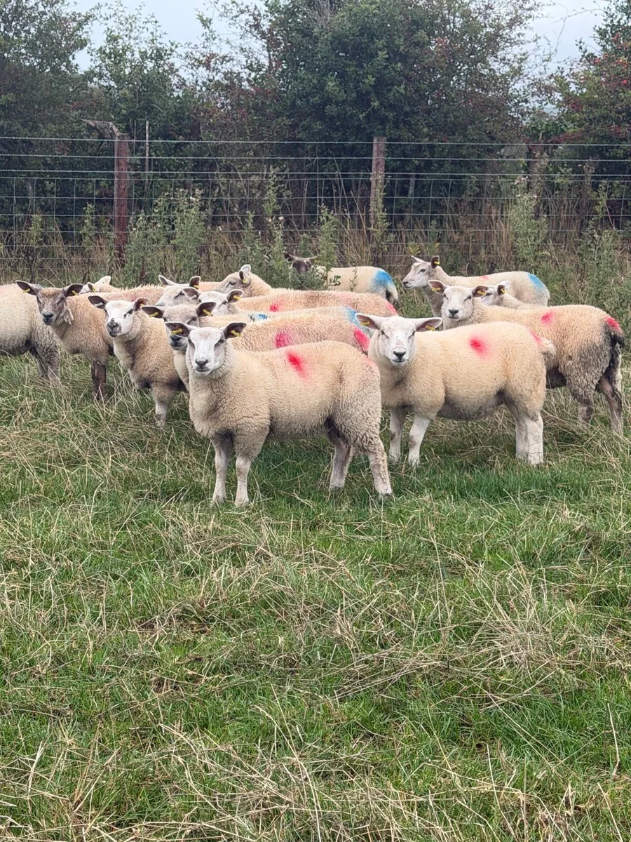 Ewe Lambs - Image 2