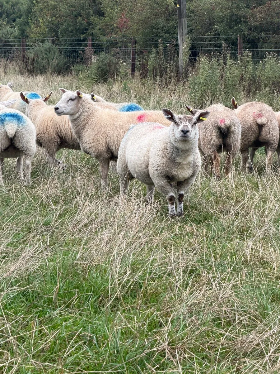 Ewe Lambs - Image 4