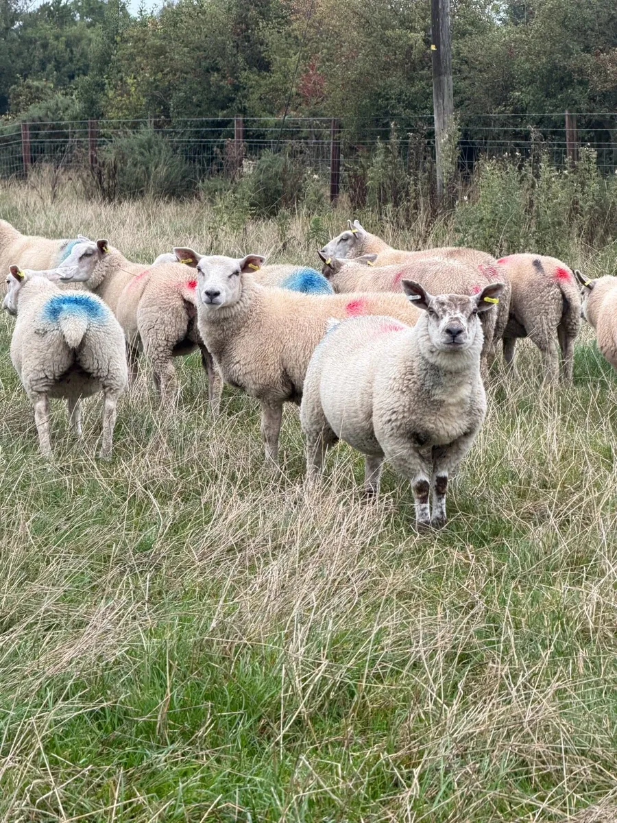 Ewe Lambs - Image 3