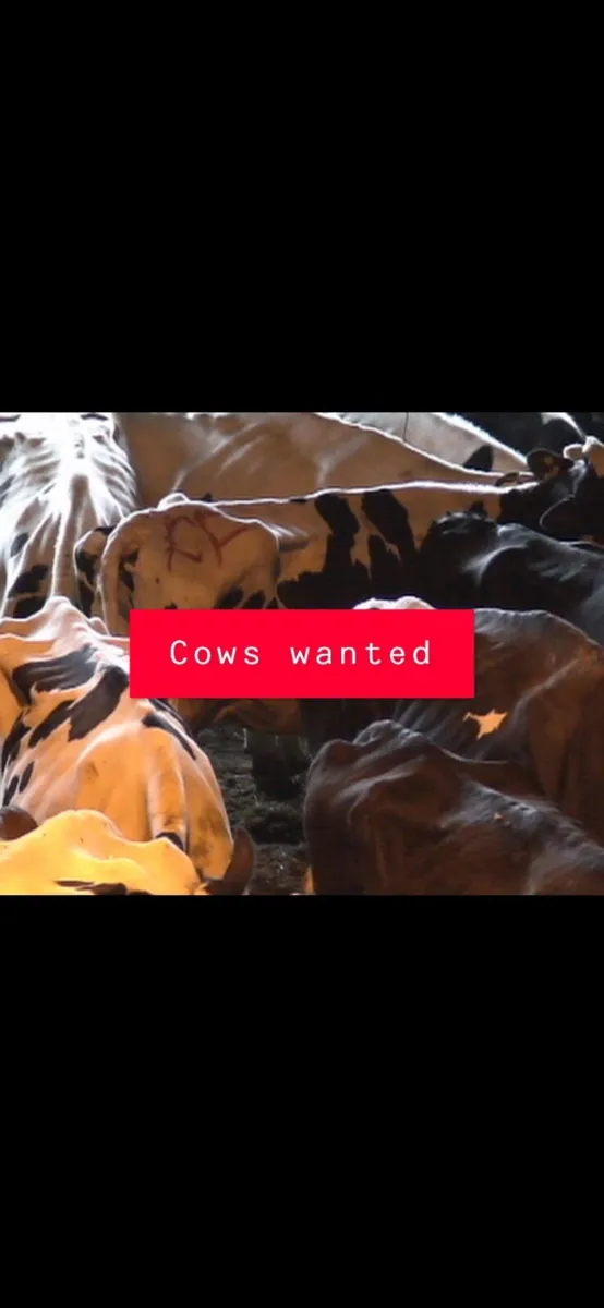 CULL COWS WANTED NATIONWIDE