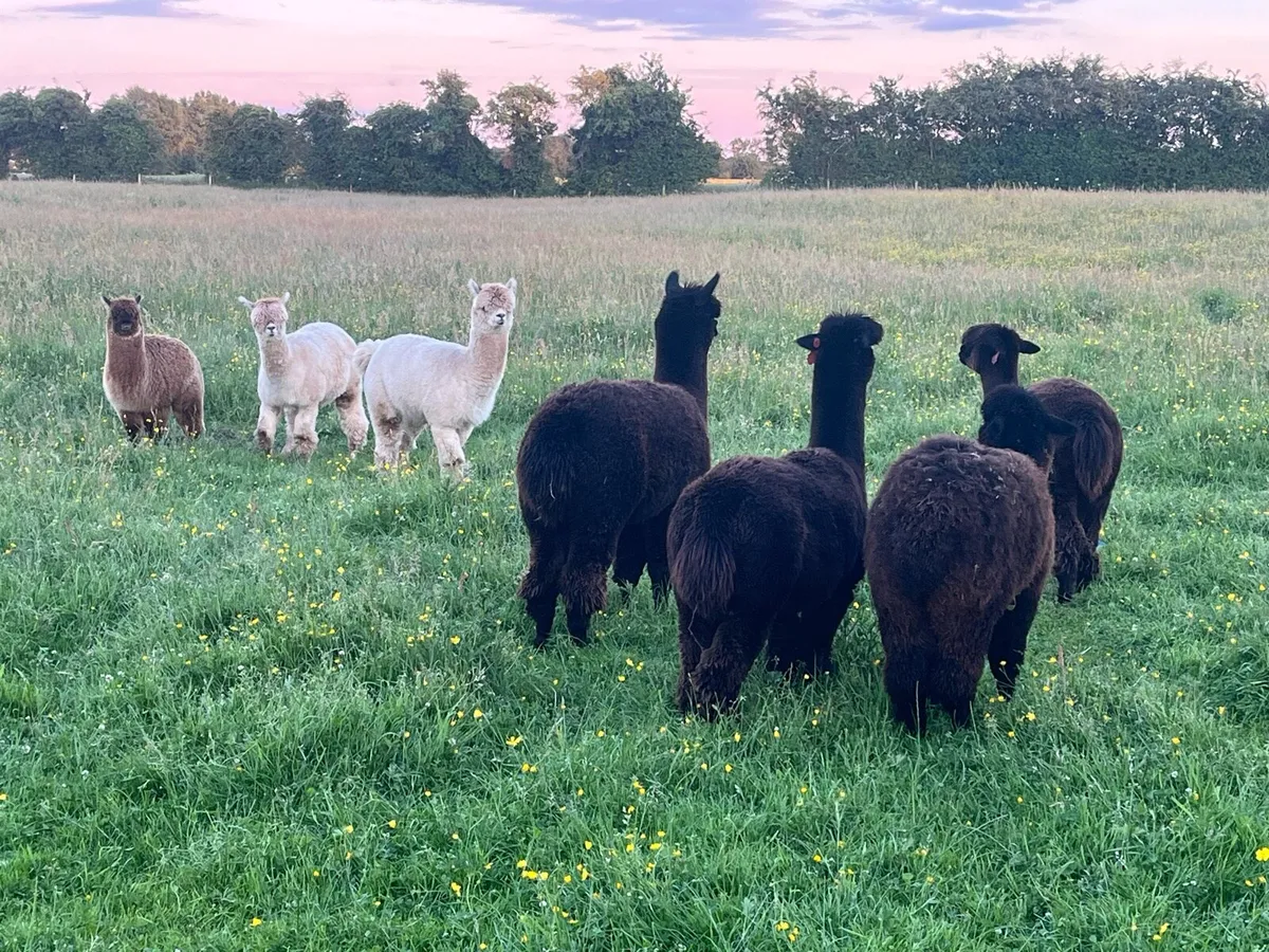 Female Alpacas - Image 1