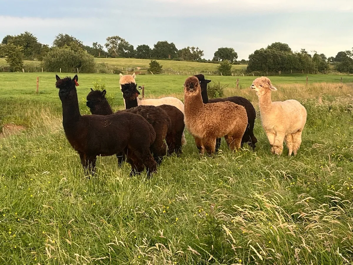 Female Alpacas - Image 2