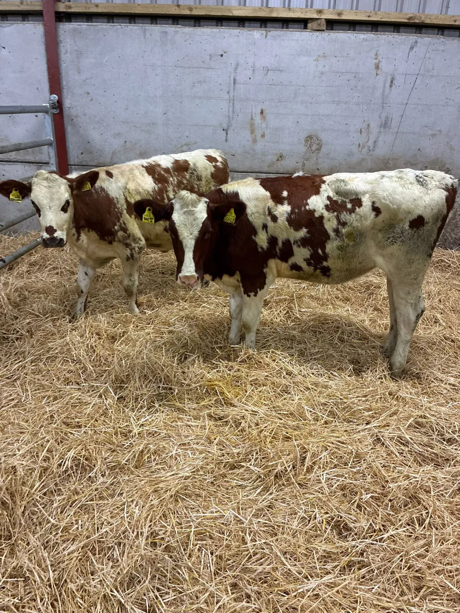 Norwegian red and Holstein heifer - Image 1