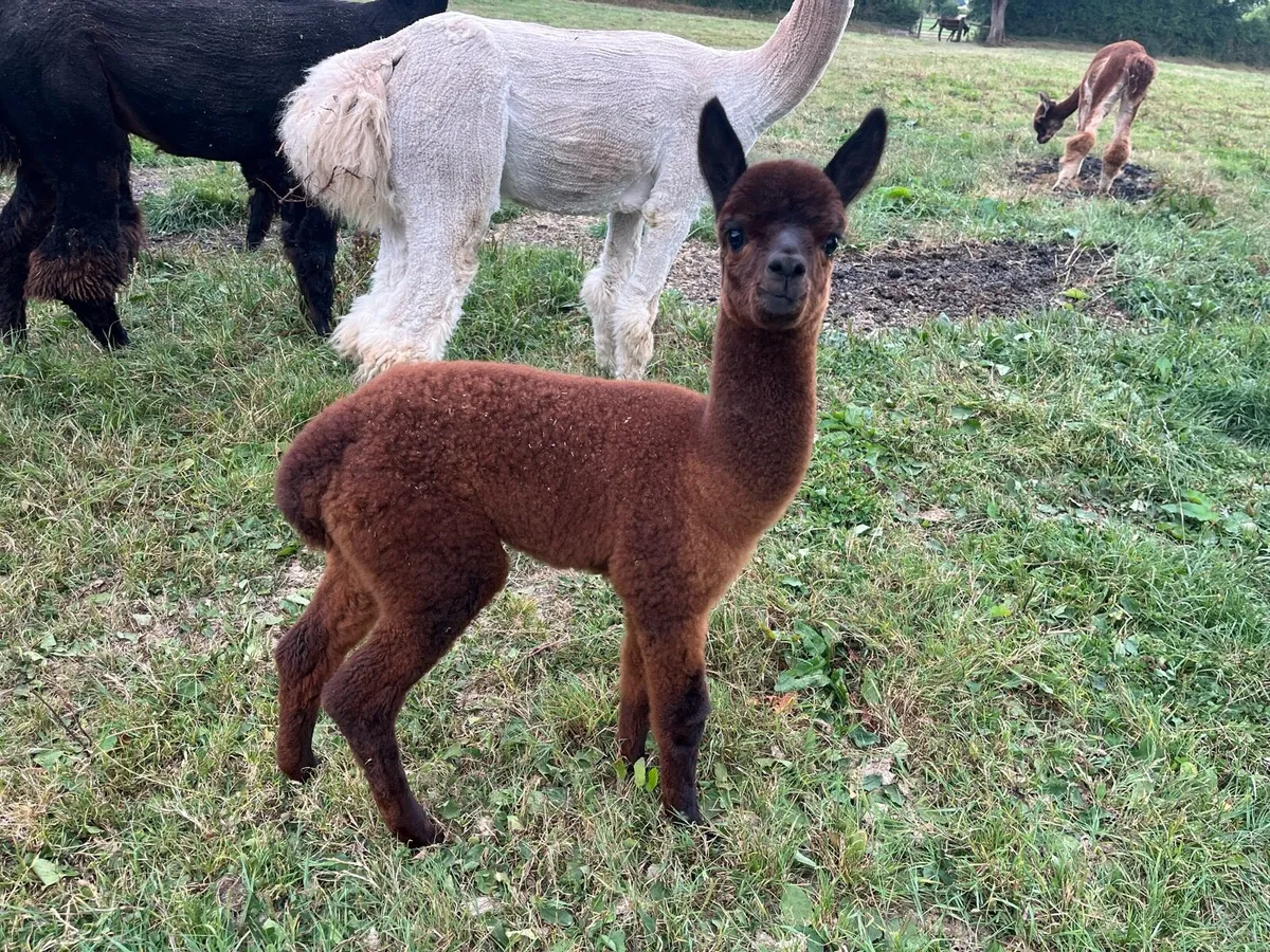 Female Alpacas - Image 3
