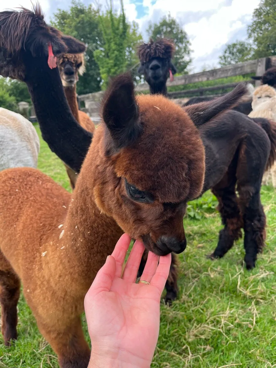 Female Alpacas - Image 4