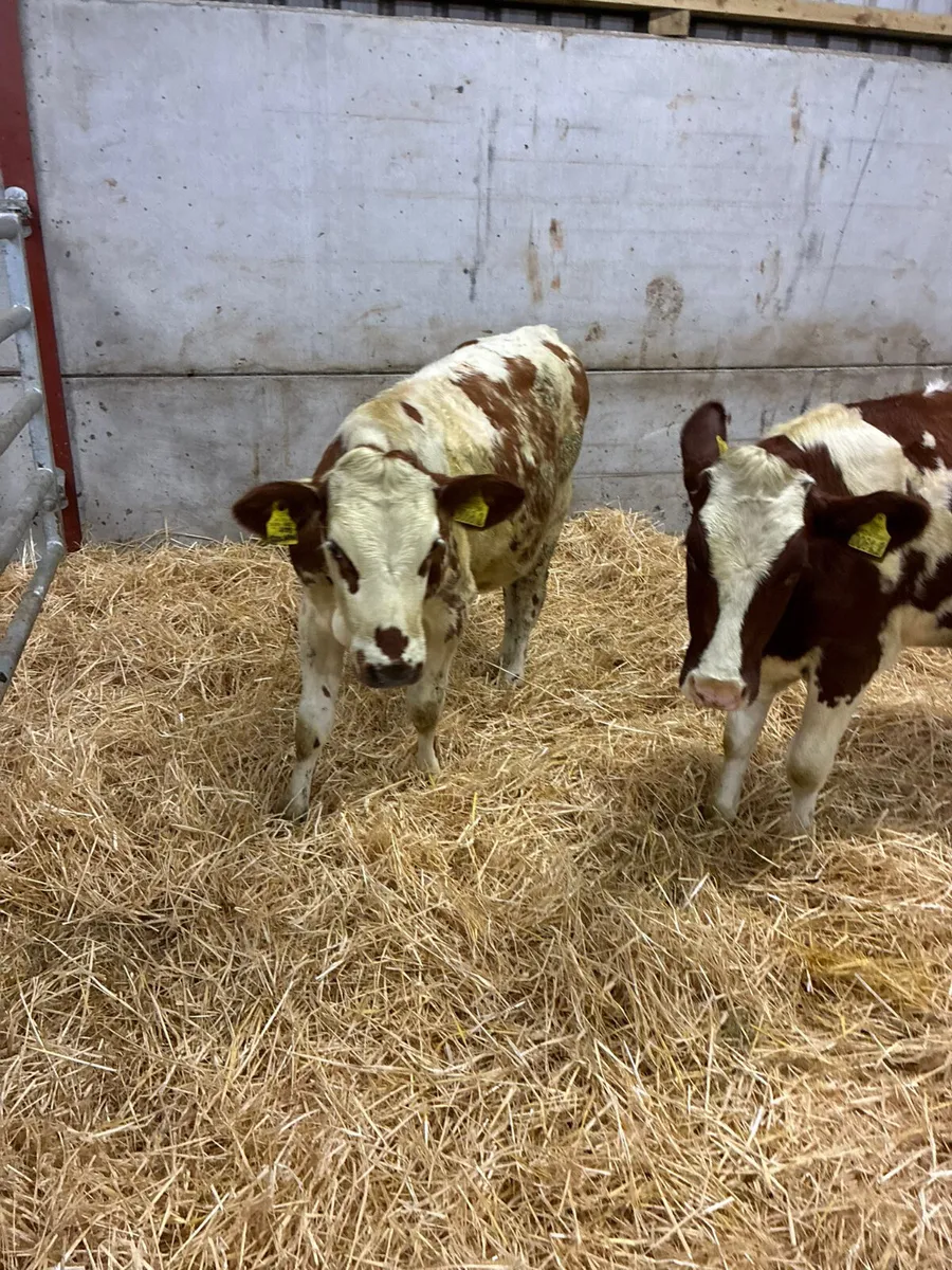 Norwegian red and Holstein heifer - Image 3
