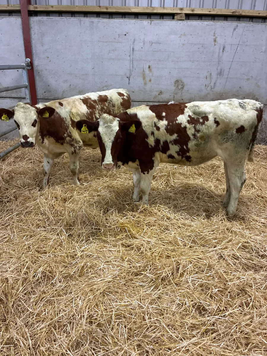 Norwegian red and Holstein heifer - Image 2