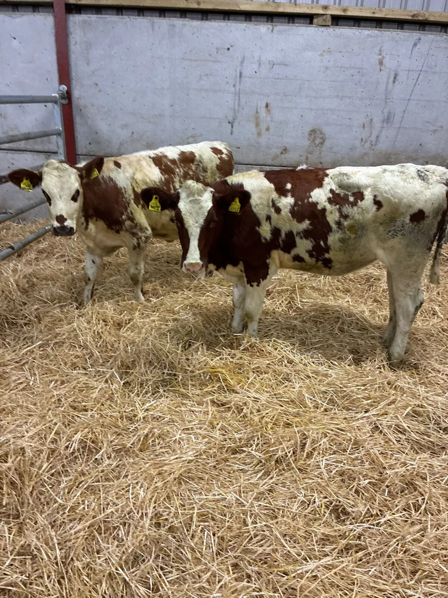 Norwegian red and Holstein heifer - Image 4