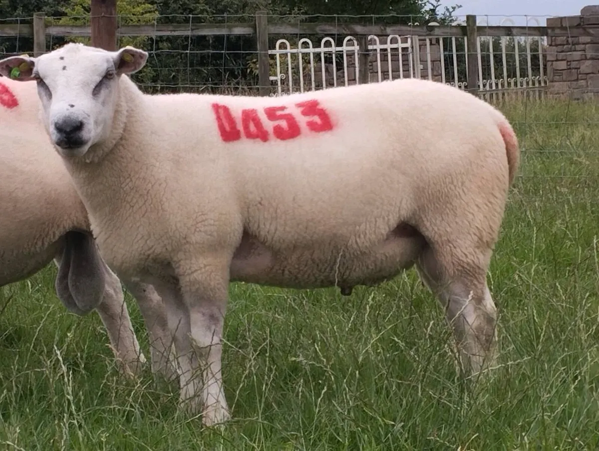 *Ballydavis Belclare Hogget Rams* - Image 1