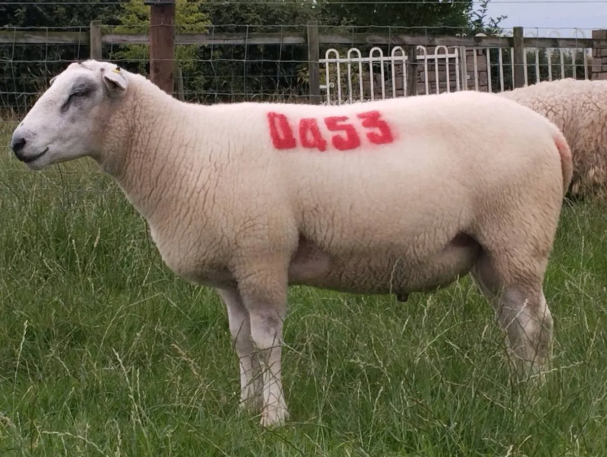 *Ballydavis Belclare Hogget Rams* - Image 2