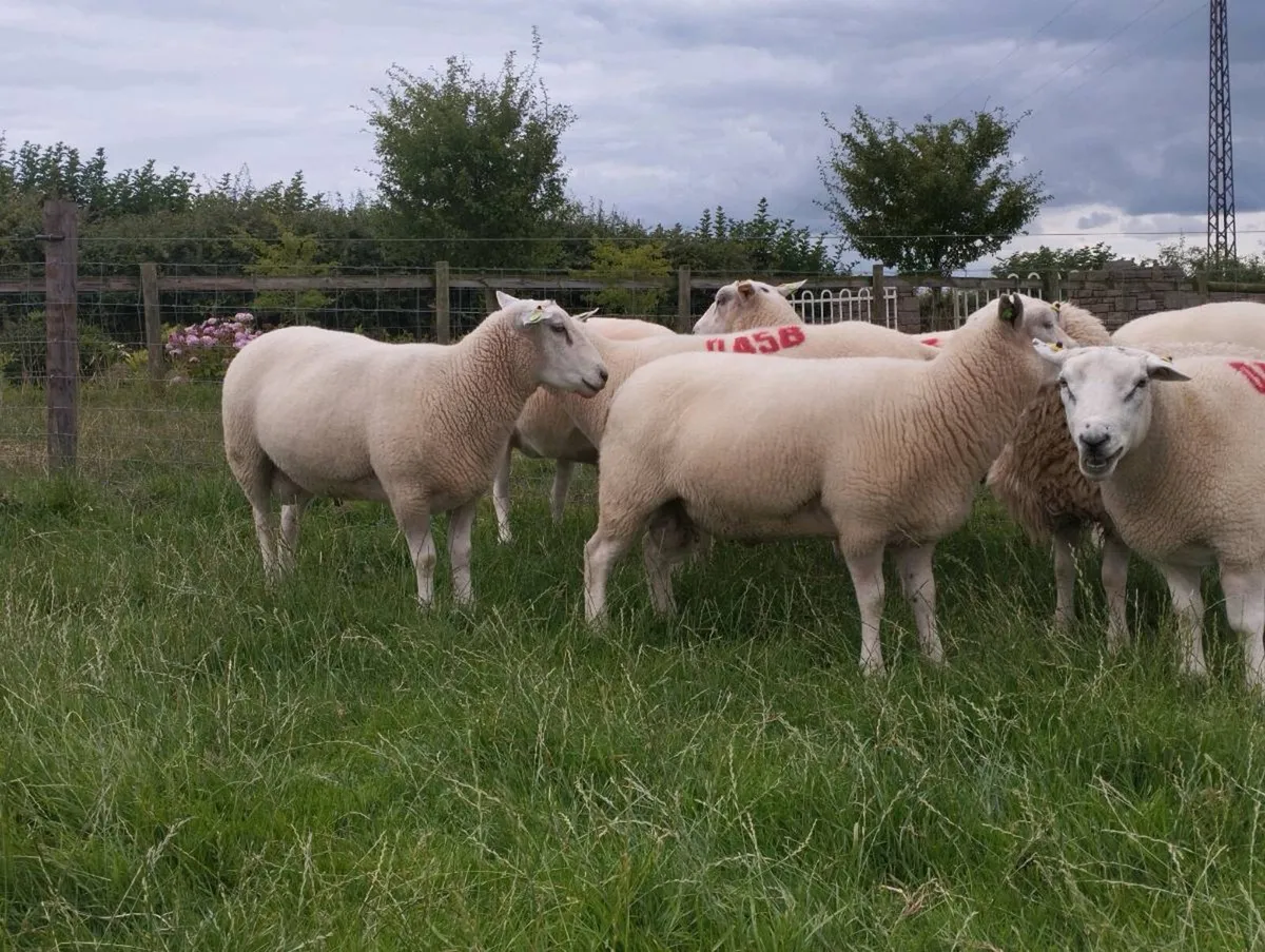 *Ballydavis Belclare Hogget Rams* - Image 3